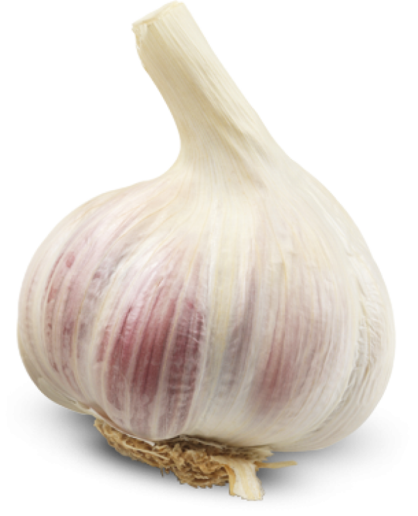 Garlic Free PNG Image Download 17