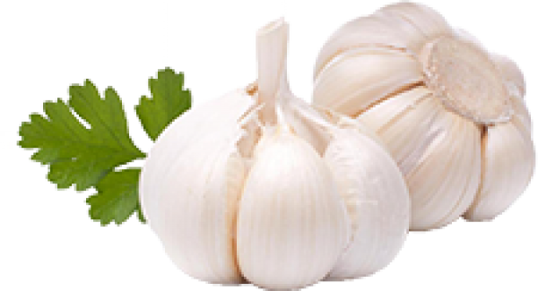 Garlic Free PNG Image Download 23