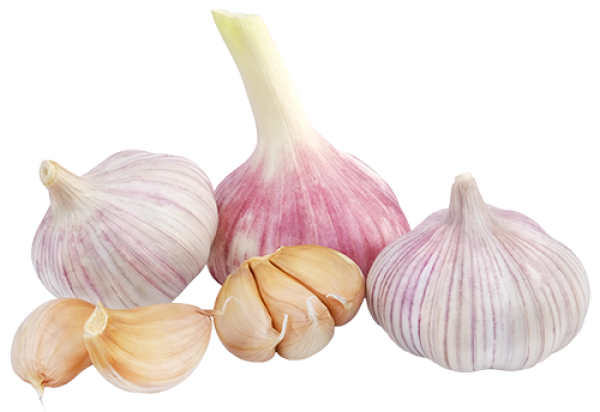 Garlic Free PNG Image Download 24
