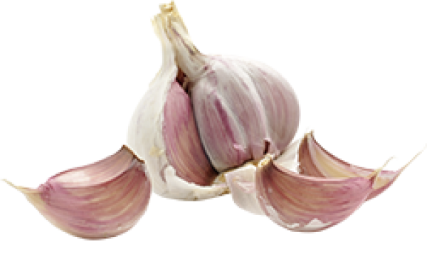 Garlic Free PNG Image Download 28