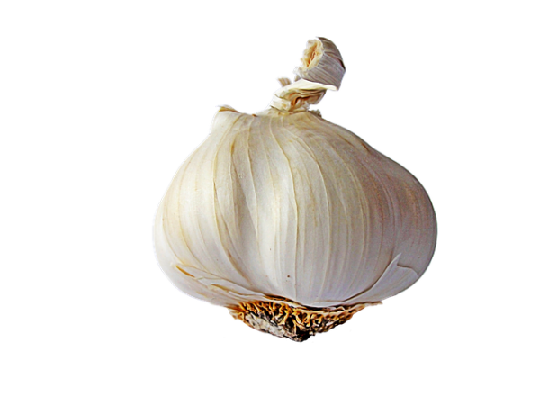 Garlic Free PNG Image Download 29