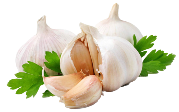 Garlic Free PNG Image Download 35