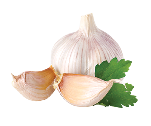 Garlic Free PNG Image Download 36