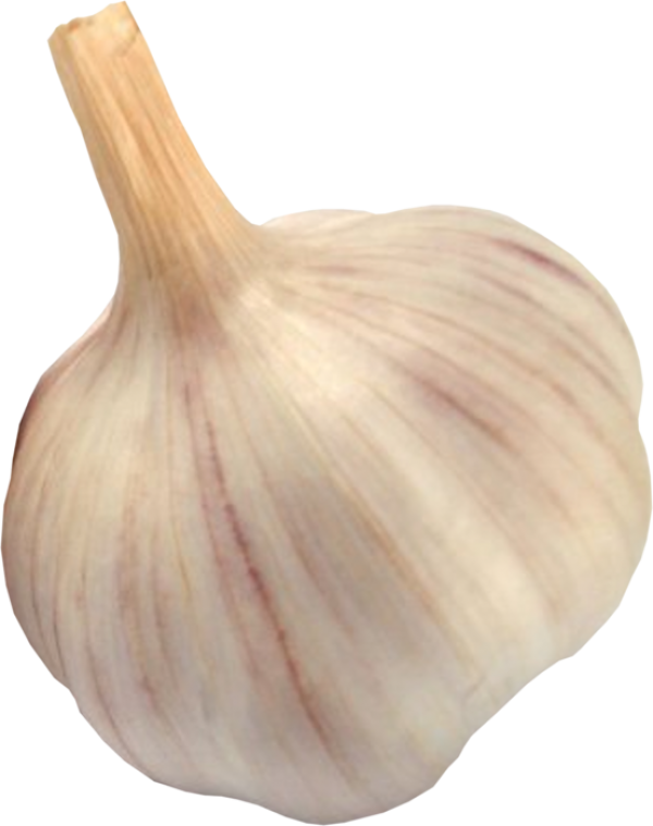 Garlic Free PNG Image Download 4