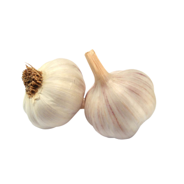 Garlic Free PNG Image Download 6