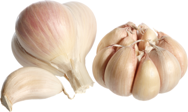 Garlic Free PNG Image Download 8