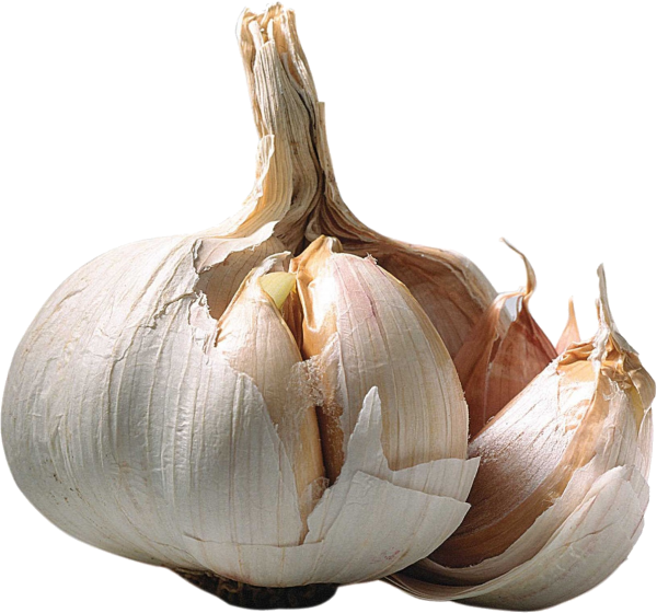 Garlic Free PNG Image Download 9