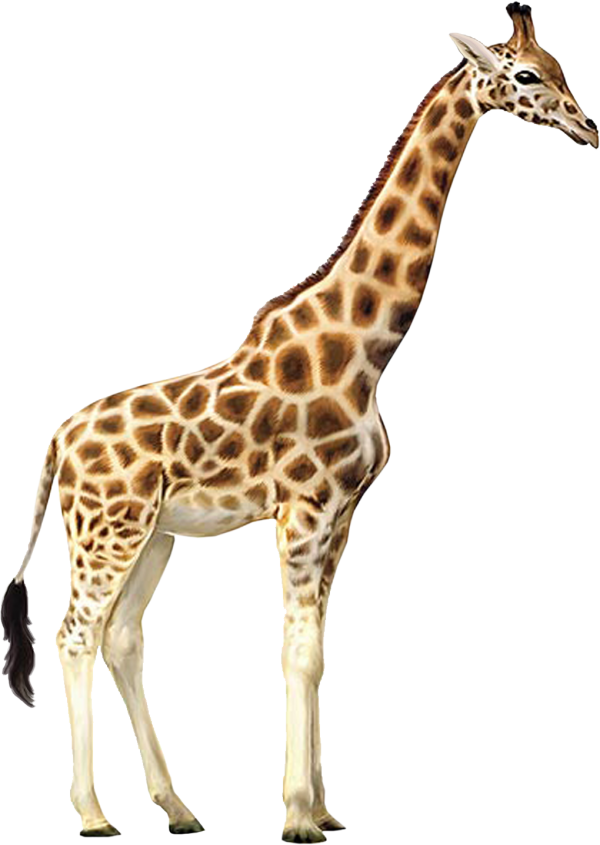 Giraffe Free PNG Image Download 1