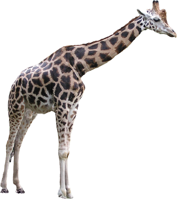 Giraffe Free PNG Image Download 10