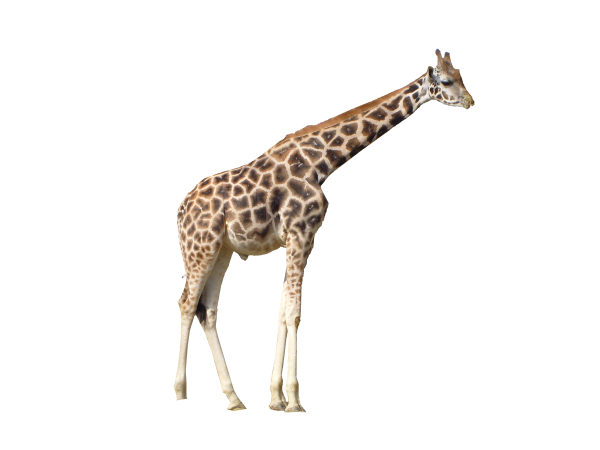 Giraffe Free PNG Image Download 11