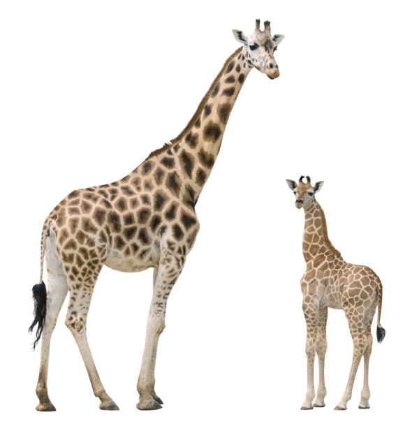 Giraffe Free PNG Image Download 12