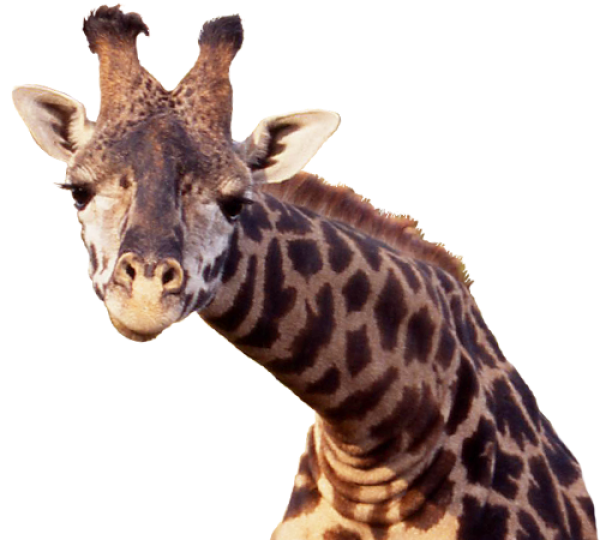 Giraffe Free PNG Image Download 13