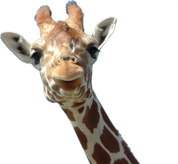 Giraffe Free PNG Image Download 14