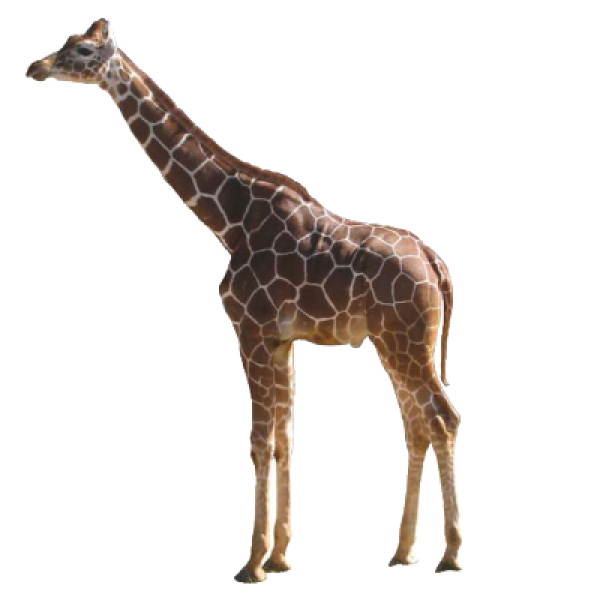 Giraffe Free PNG Image Download 16