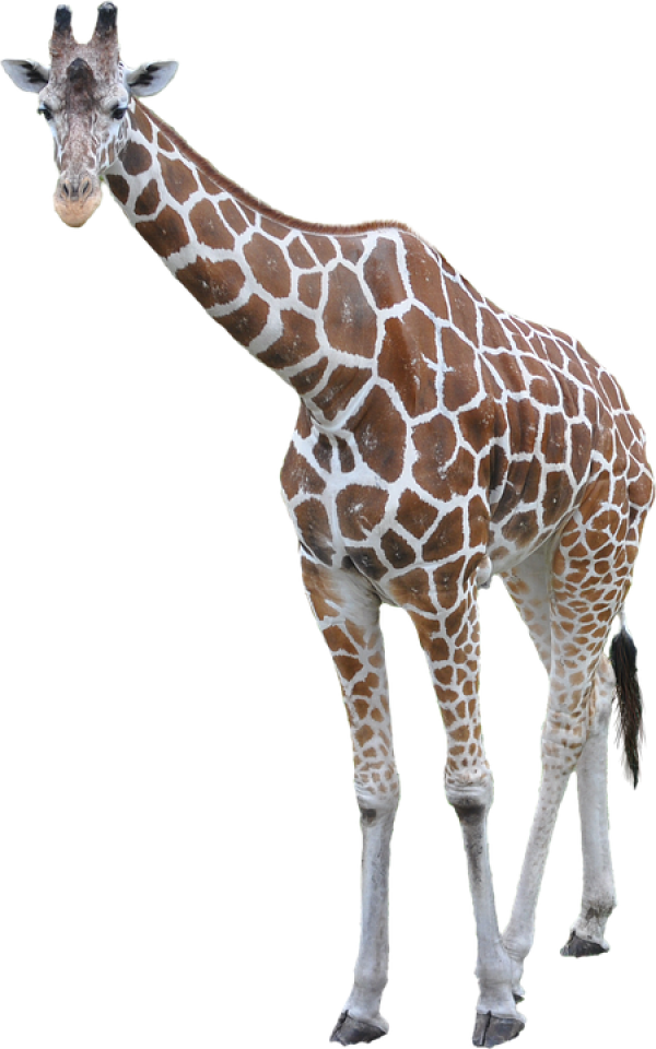 Giraffe Free PNG Image Download 17