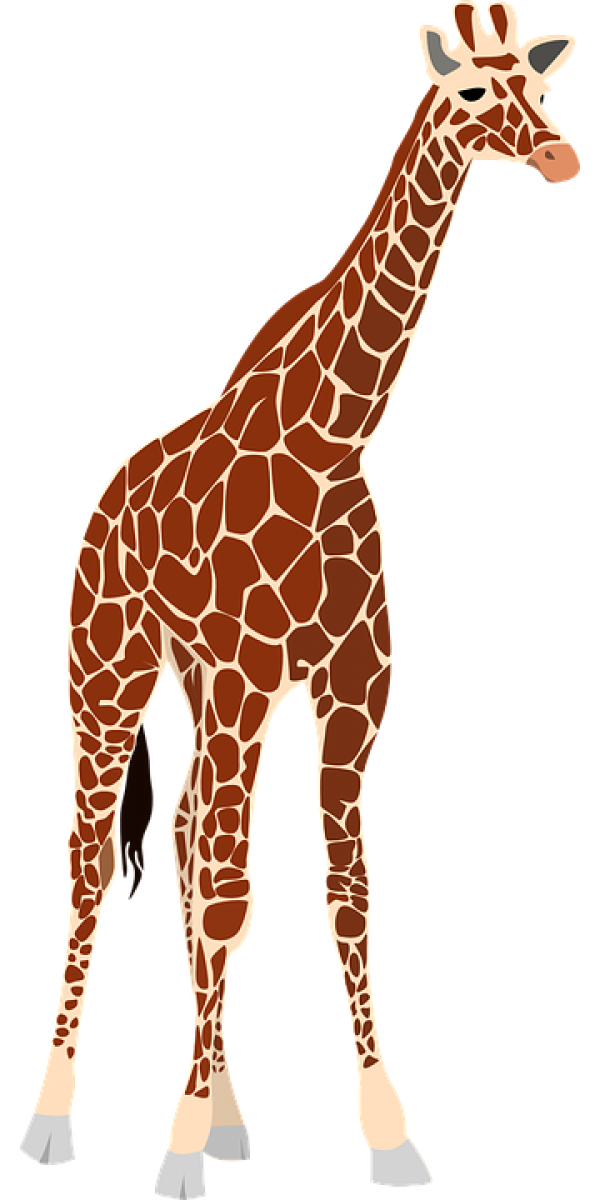 Giraffe Free PNG Image Download 18