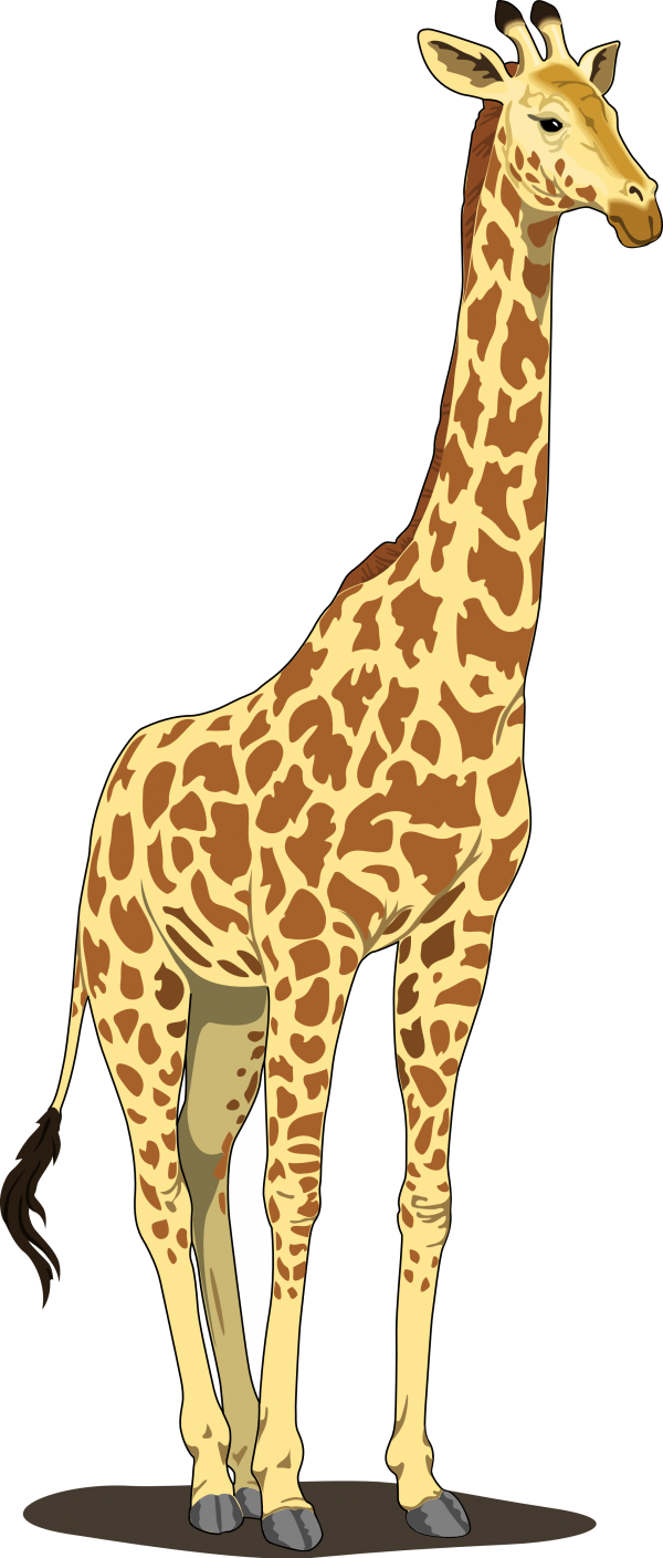 Giraffe Free PNG Image Download 20