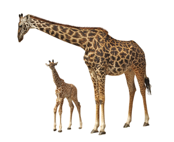 Giraffe Free PNG Image Download 21