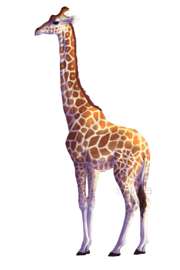 Giraffe Free PNG Image Download 22