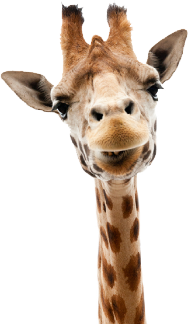 Giraffe Free PNG Image Download 23