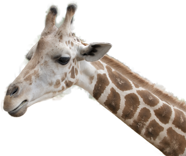 Giraffe Free PNG Image Download 24