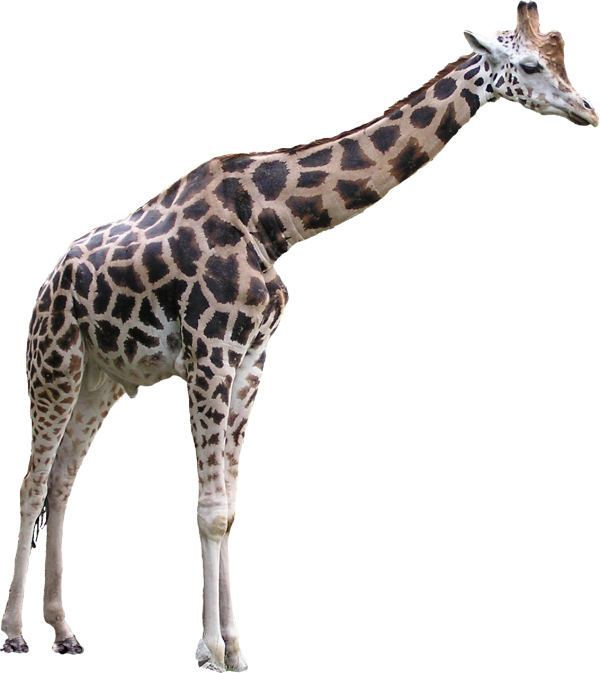 Giraffe Free PNG Image Download 3