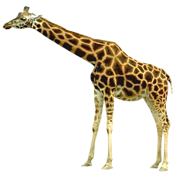 Giraffe Free PNG Image Download 5