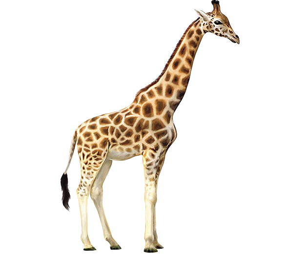 Giraffe Free PNG Image Download 7