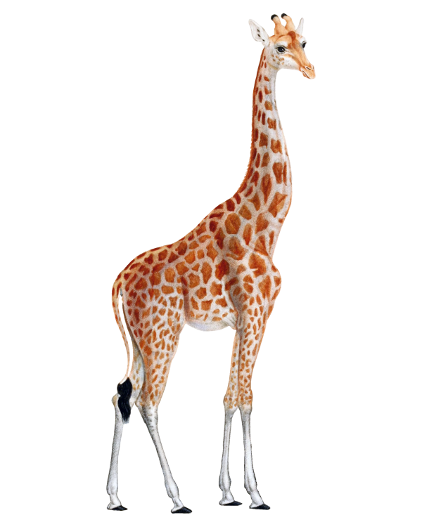 Giraffe Free PNG Image Download 8