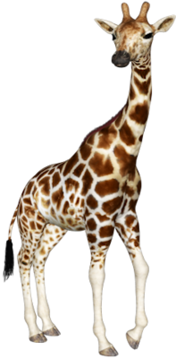 Giraffe Free PNG Image Download 9