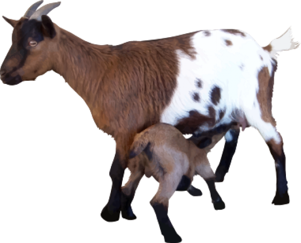 Goat Free PNG Image Download 1