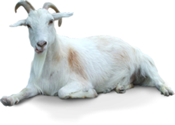 Goat Free PNG Image Download 11