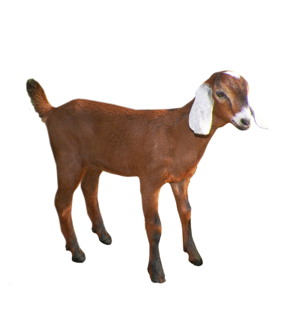 Goat Free PNG Image Download 12