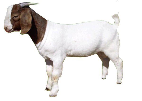 Goat Free PNG Image Download 13