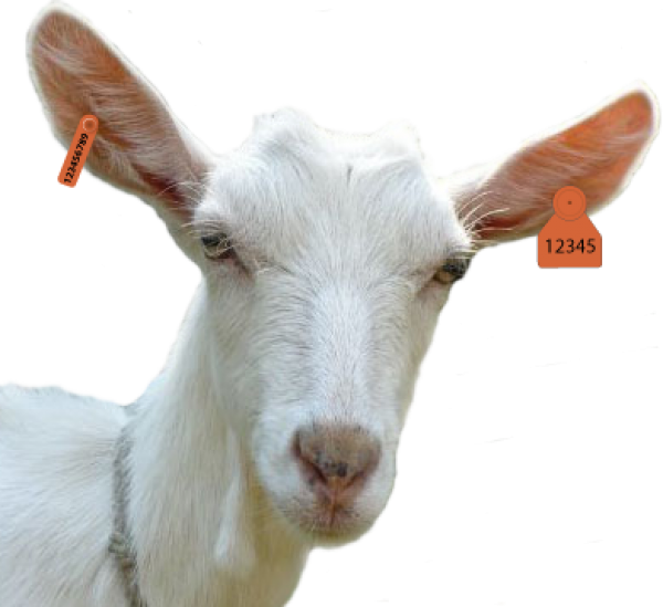 Goat Free PNG Image Download 14