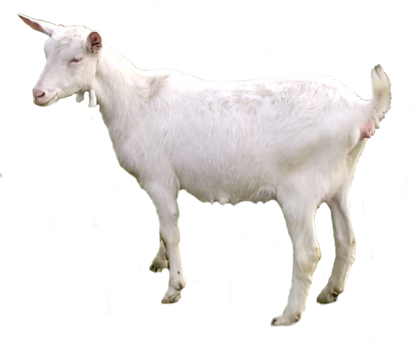 Goat Free PNG Image Download 15