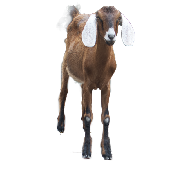 Goat Free PNG Image Download 16