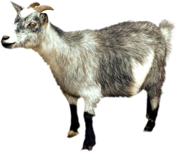 Goat Free PNG Image Download 3