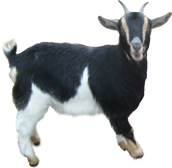 Goat Free PNG Image Download 5