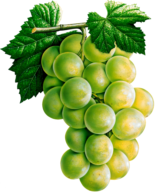Grape Free PNG Image Download 24