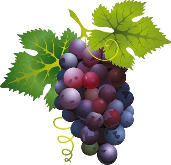 Grape Free PNG Image Download 58