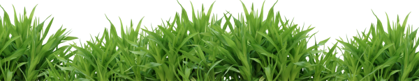 Grass Free PNG Image Download 11