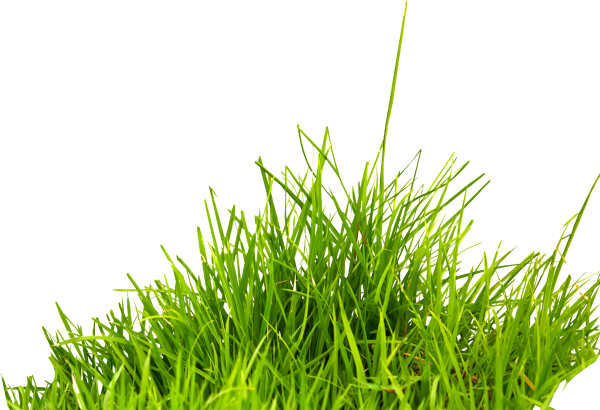 Grass Free PNG Image Download 12