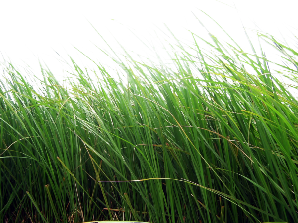 Grass Free PNG Image Download 13