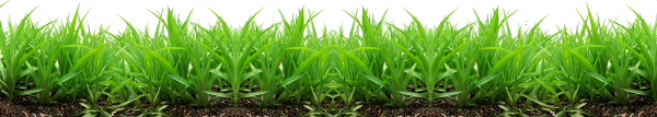 Grass Free PNG Image Download 14
