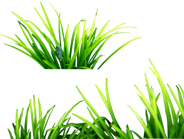 Grass Free PNG Image Download 15