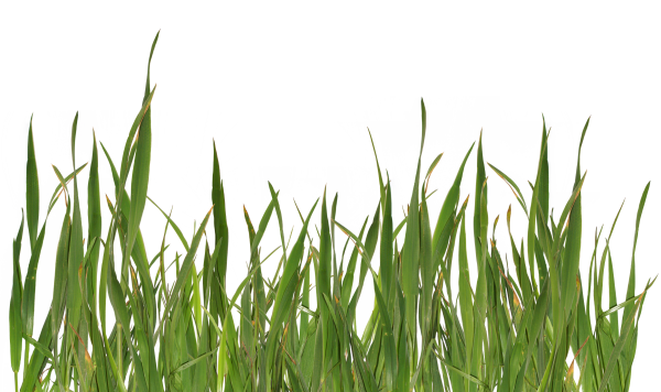 Grass Free PNG Image Download 19