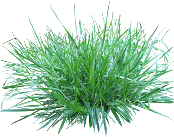 Grass Free PNG Image Download 24