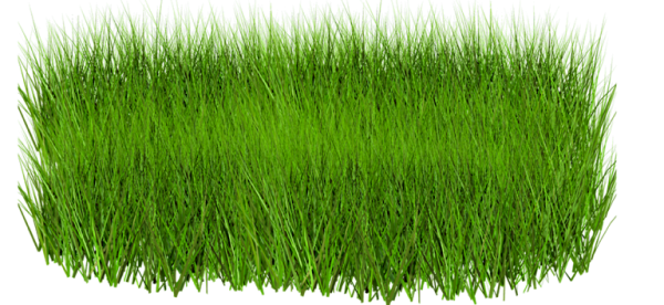 Grass Free PNG Image Download 27