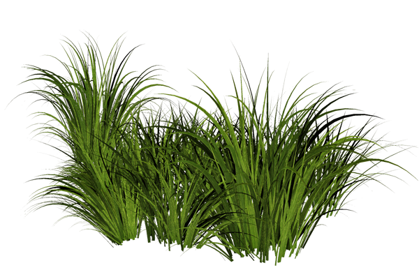 Grass Free PNG Image Download 30
